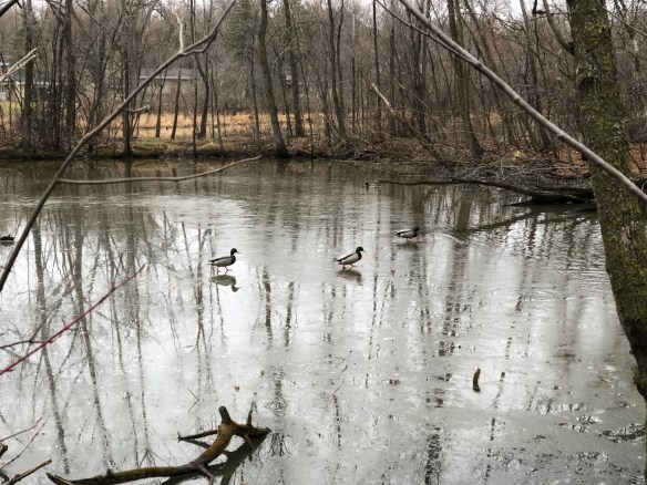 Ducks on Frozen Pond