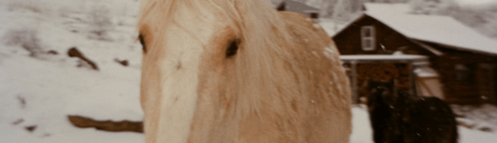 Two horses and a barn on a snowy field