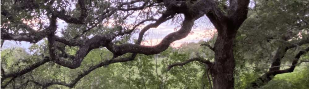 A tree with unique, slightly gnarled limbs sits in an overgrown field by a barbed wire fence