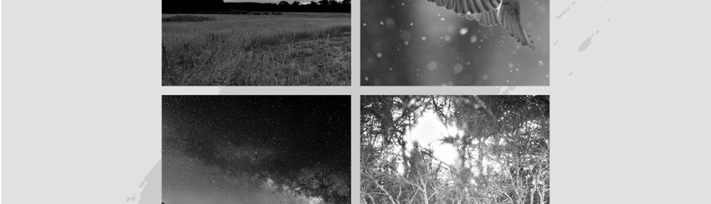 Featuring four separate images: a sunlight partly cloudy sky, a bird in flight, a starry night sky above a city and a small thicket of trees.